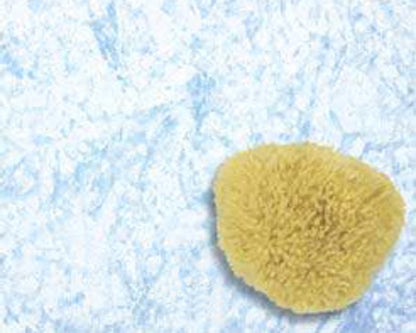 Faux Painting Natural Sea Sponge – Olea Specialty Products